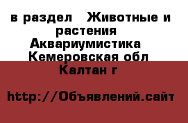  в раздел : Животные и растения » Аквариумистика . Кемеровская обл.,Калтан г.